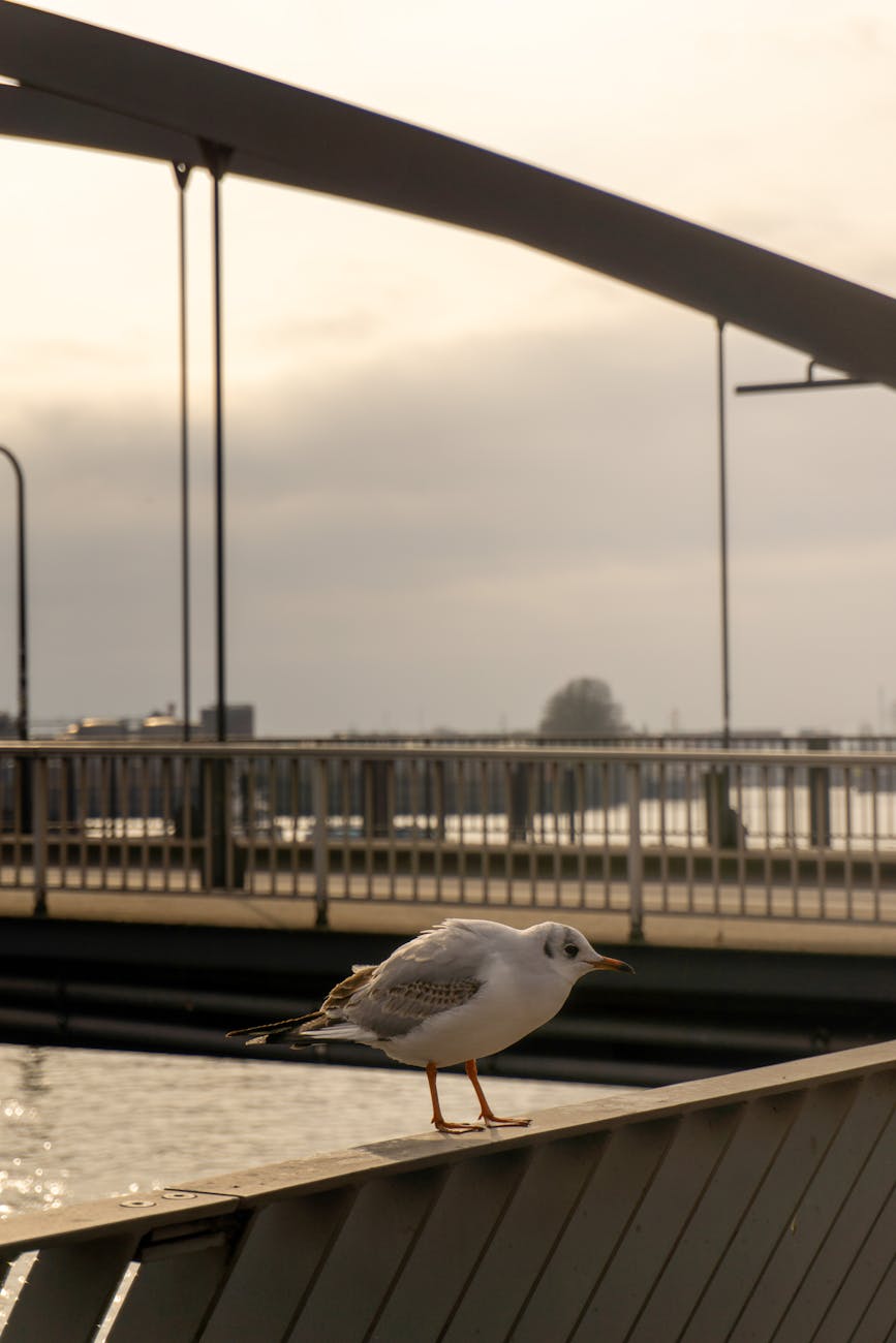 A seagull perched on a bridge with the Hamburg harbor in the background during twilight, showcasing serene port ambiance.